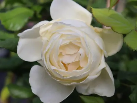 Rosa 'Uetersener Klosterrose'