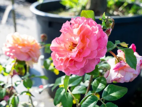 Rosa 'Augusta Louise'