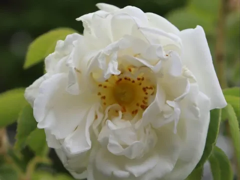 Rosa 'Alba Suaveolens'