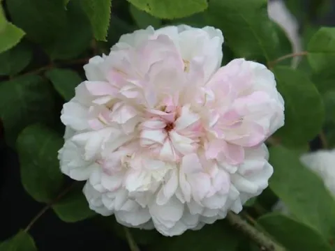 Rosa 'Weisse Jacques Cartier'