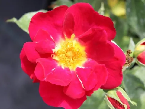 Rosa 'Weg der Sinne'