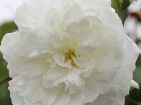 Rosa 'Susan Williams-Ellis'