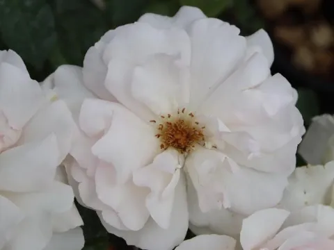 Rosa 'A Whiter Shade of Pale'