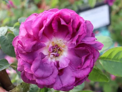 Rosa 'William Lobb'