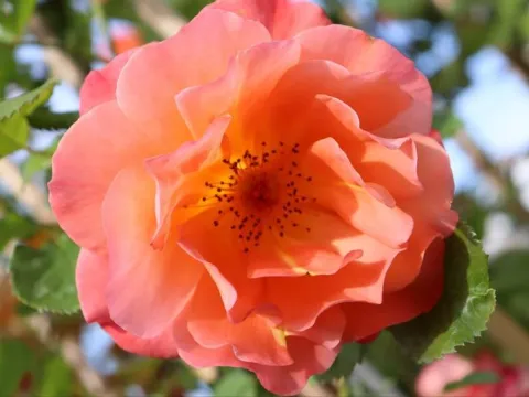 Rosa 'Westerland' (r)