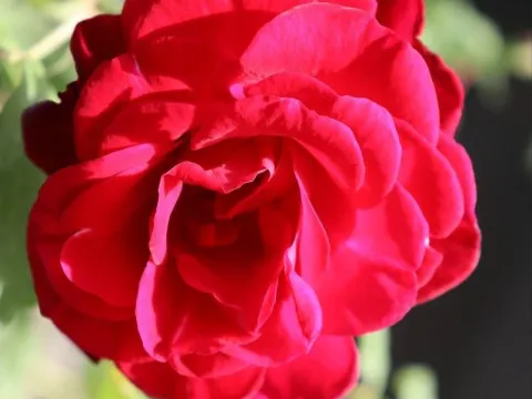 Rosa 'Winky Girl'