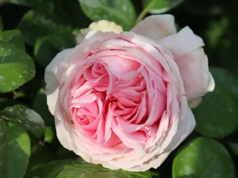 Rosa 'Wellenspiel'(R)