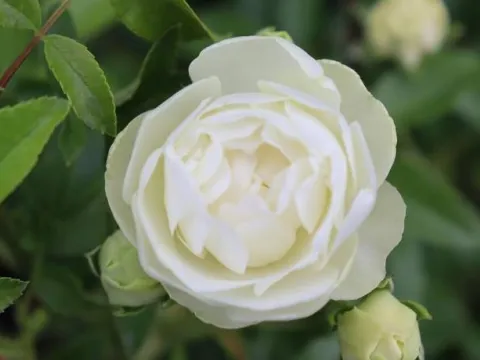 Rosa 'White Morsdag'