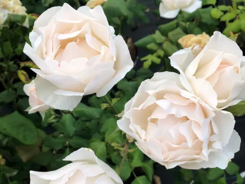 Rosa 'White Queen Elisabeth'