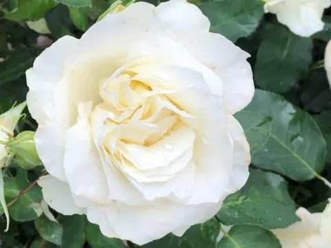 Rosa 'White Symphonie'