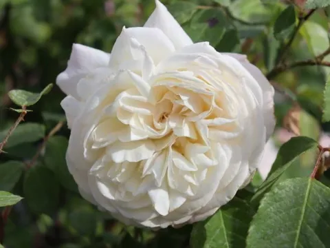 Rosa 'Weisse Gruss an Aachen'