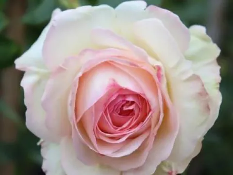 Rosa 'White Eden Rose'