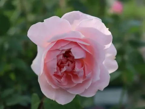 Rosa 'Wisley 2008'
