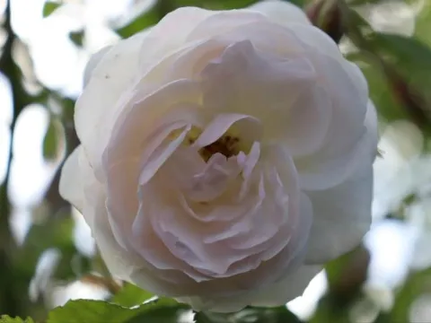 Rosa 'Neige d'Eté'