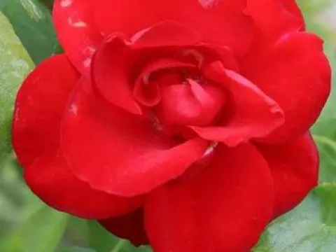 Rosa 'Black Forest Rose'R)