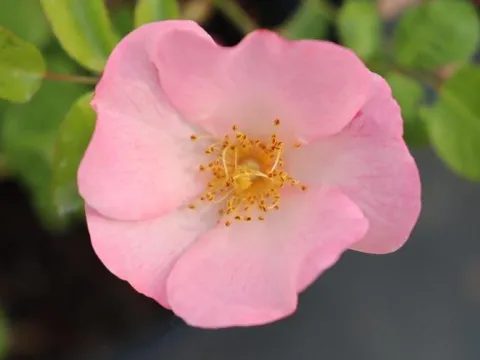 Rosa 'Bingo Meidiland'