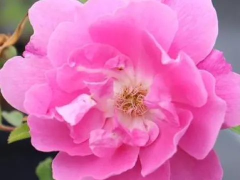 Rosa 'Mariage Parfaite' (R)