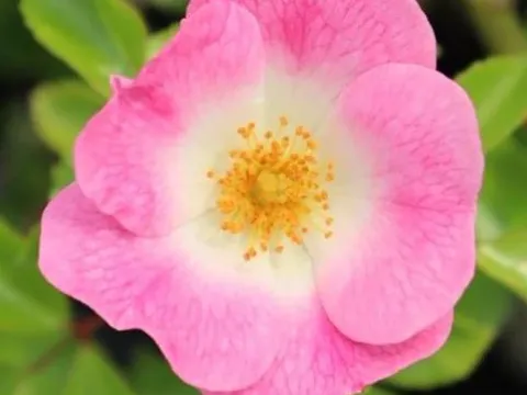 Rosa 'Salut à Luxembourg'(R)