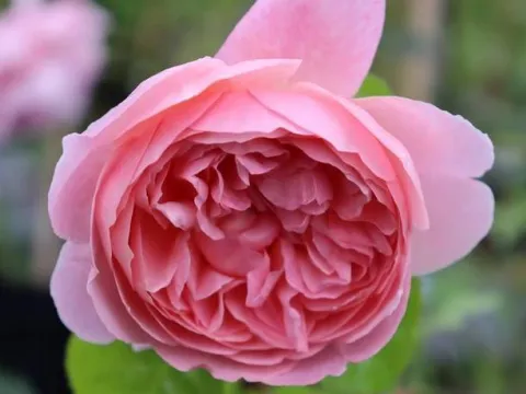 Rosa 'Strawberry Hill'®
