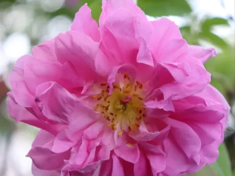 Rosa 'York and Lancaster'