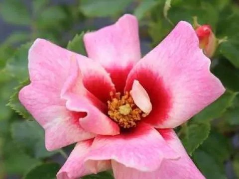 Rosa 'Bravo Babylon Eyes'