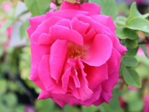 Rosa 'Zéphirine Drouhin'