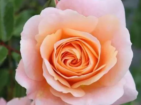 Rosa 'Sangerhäuser Jubiläumsrose'