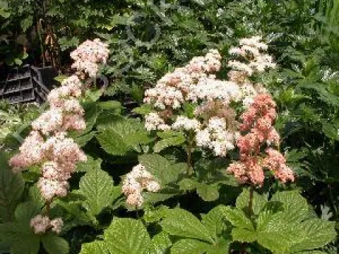 Rodgersia aesculifolia