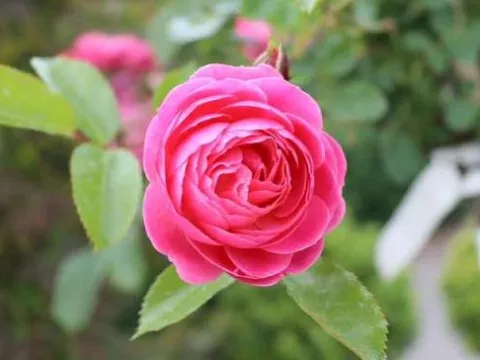 Rosa 'Walferdange'