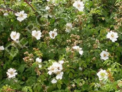Rosa arvensis