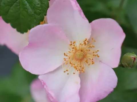 Rosa 'Brigitte de Villenfagne'