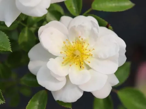 Rosa 'Bijenweelde Wit'(R)