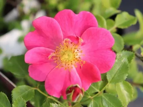 Rosa 'Bijenweelde Roze'(R)