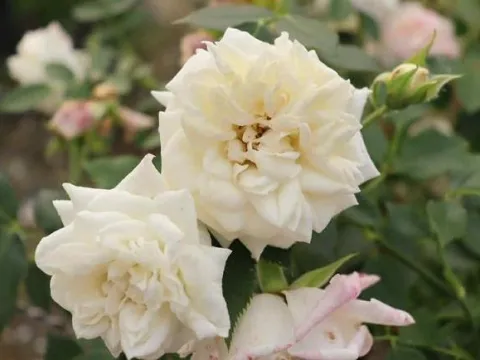 Rosa 'Honeymilk'®