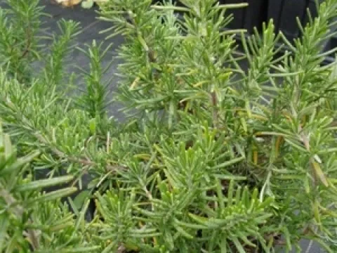 Rosmarinus officinalis 'Capri'