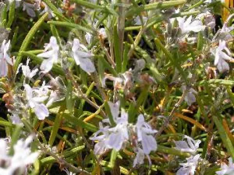 Rosmarinus officinalis