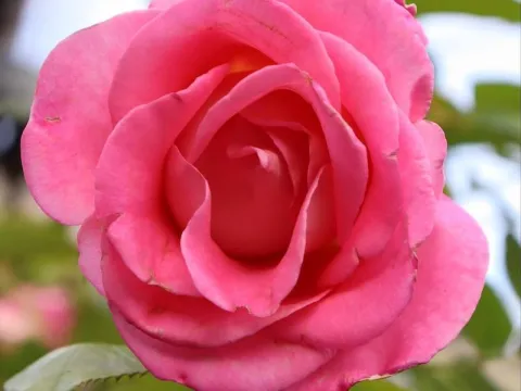 Rodgersia pinnata 'Rotlaub'