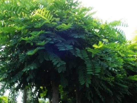 Robinia pseudoacacia 'Umbraculifera'