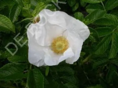 Rosa rugosa 'Alba'