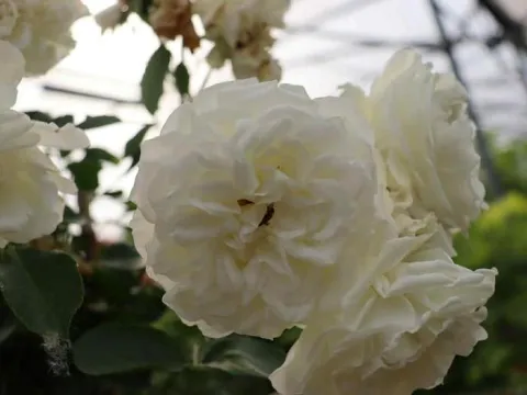Rosa 'White Meidiland'®