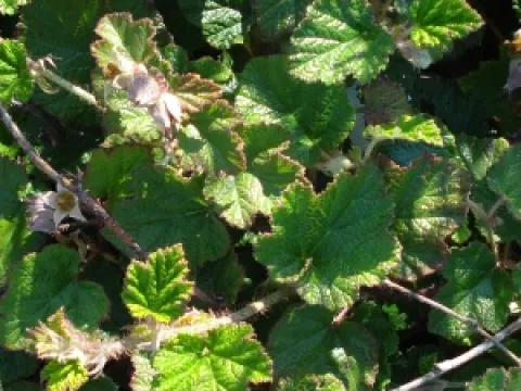 Rubus tricolor 'Betty Ashburner'