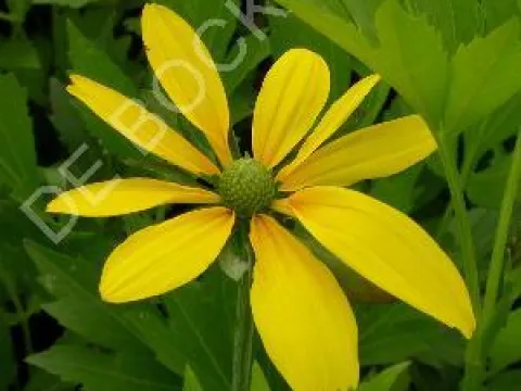 Rudbeckia nitida 'Herbstsonne'