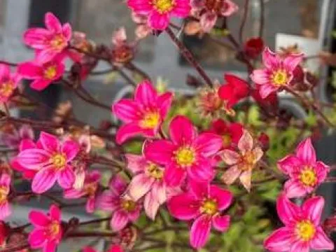 Saxifraga arendsii 'Lofty Dark Rose Shades'