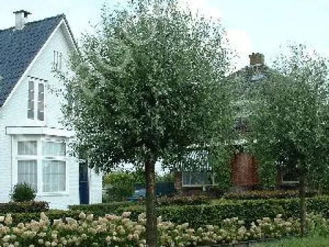 Salix alba 'Liempde'