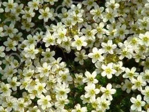 Saxifraga arendsii 'Schneeteppich'
