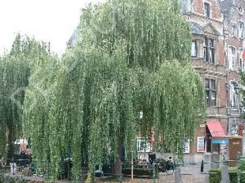 Salix alba 'Tristis'