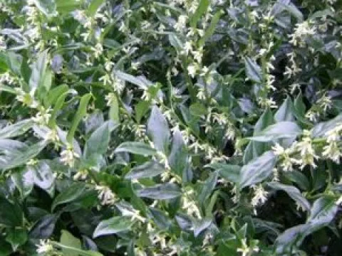 Sarcococca confusa