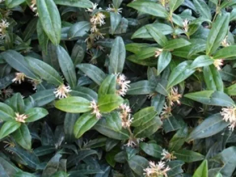 Sarcococca hookeriana var. humilis