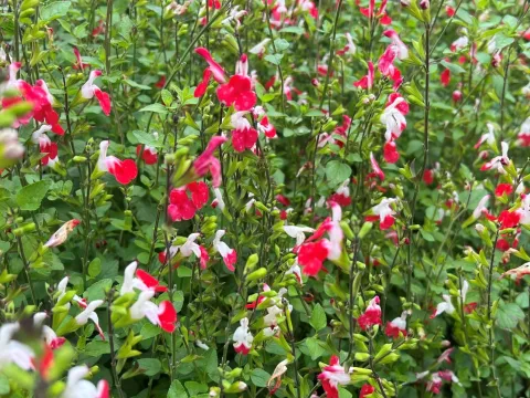 Salvia microphylla 'Hot Lips'