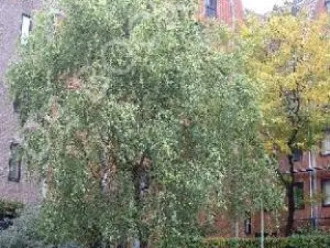 Salix matsudana 'Tortuosa'